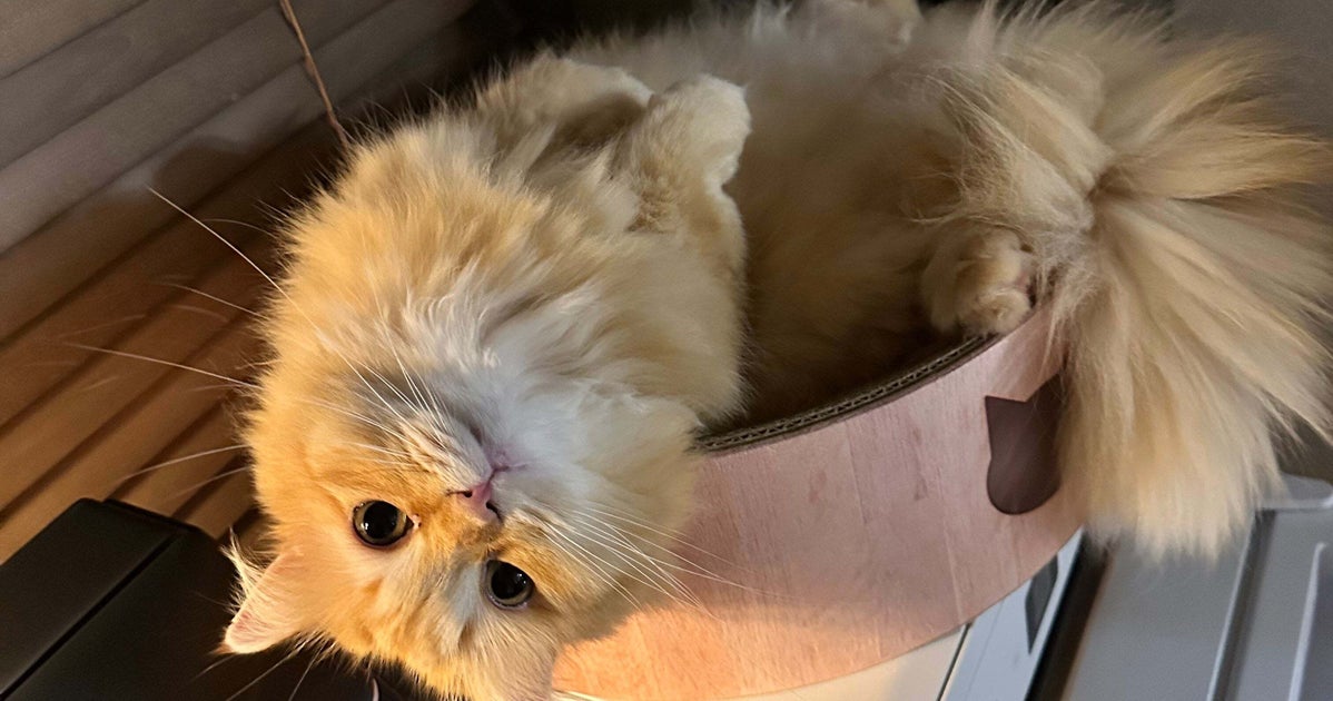 「全にゃんこ好きが泣く」連休明けに玄関で鳴く猫ちゃんにSNS涙→「すぐ帰って抱きしめたい」