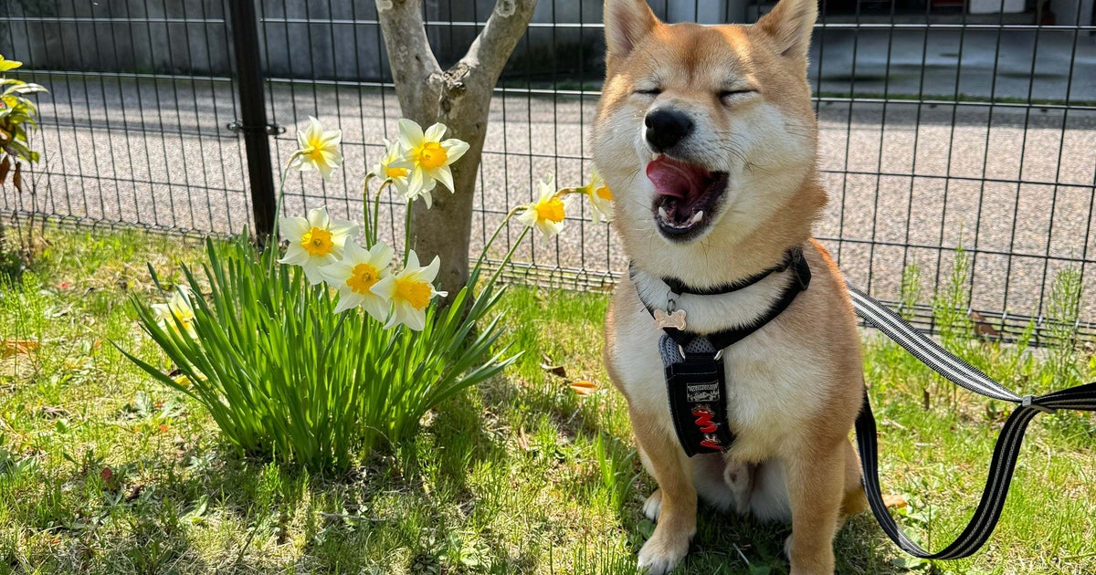 春らしい風景に隠れた「柴犬を探せ！」クイズが話題に→「カメラ目線バッチリ」「今日はラッキーなことがありそう」