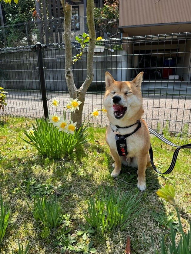 あくびをするろくくん