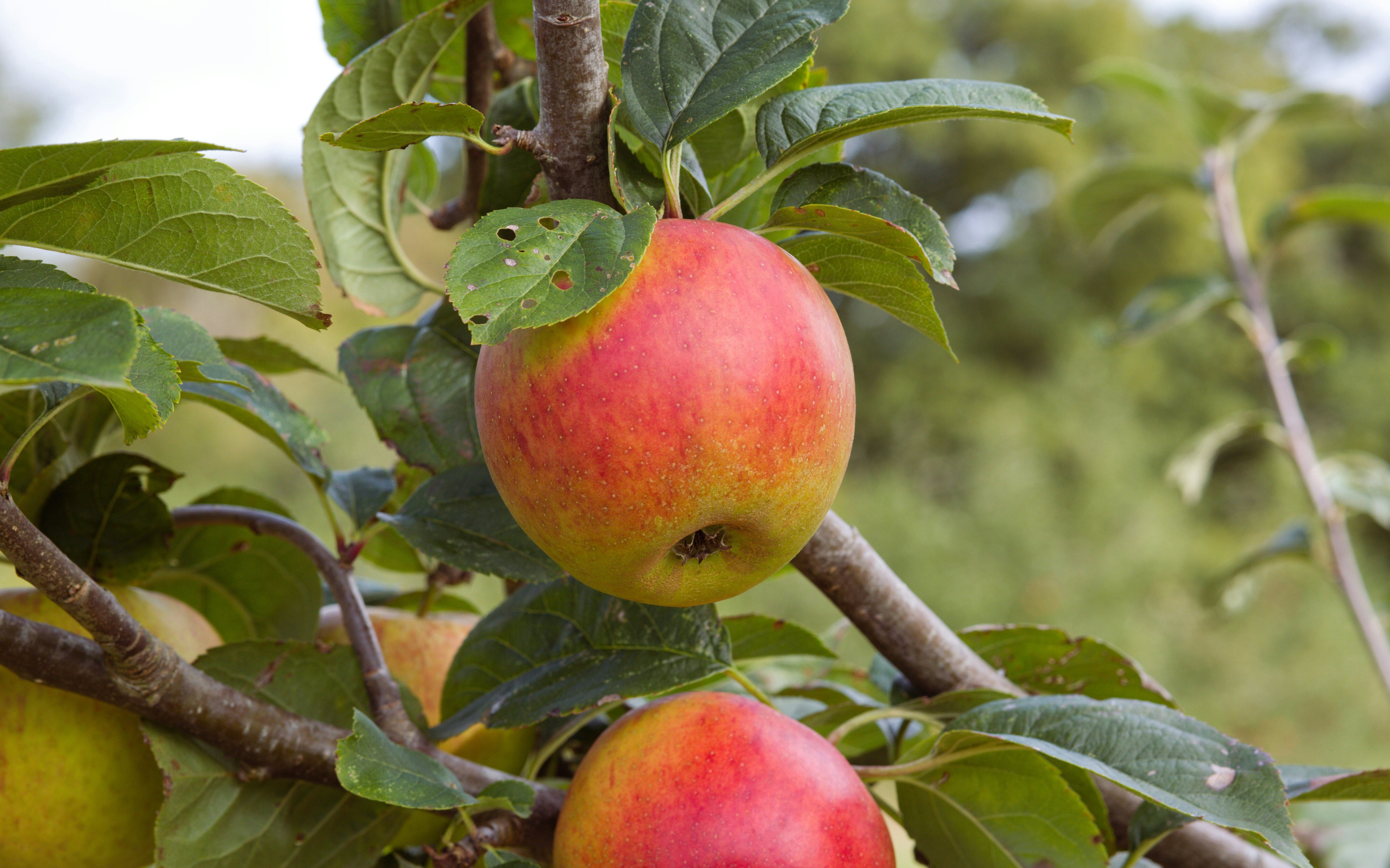 Grating An Apple Into Your Sourdough Starter Can Make Your Loaves Taller And More Delicious