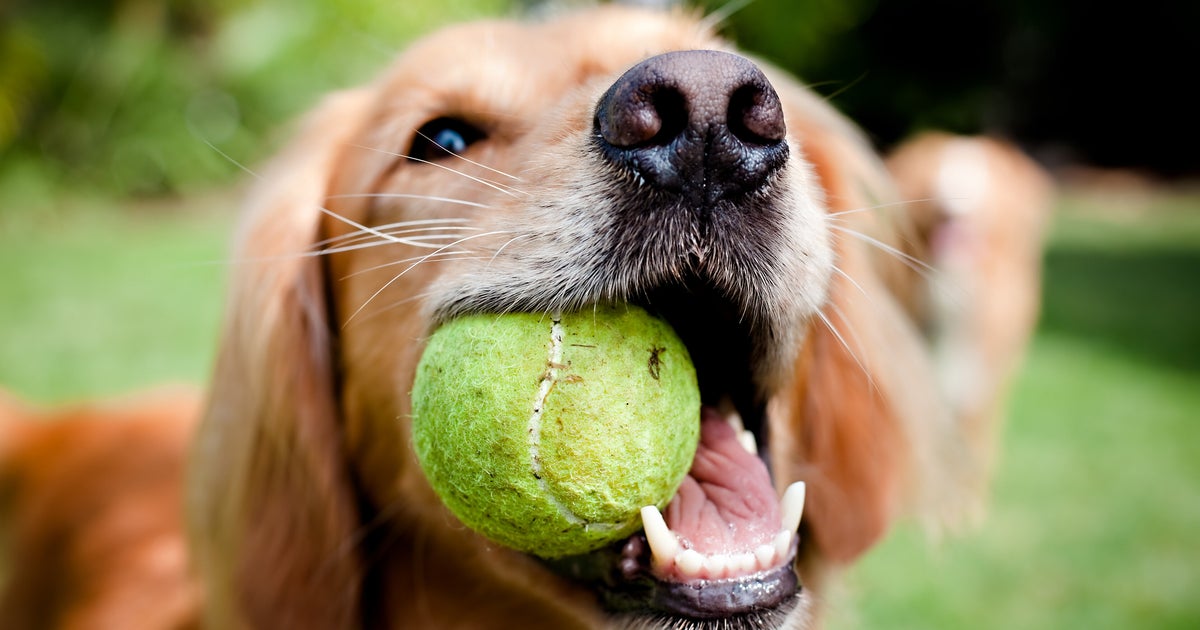 If Your Dog Loves Tennis Balls, We Have Bad News For You
