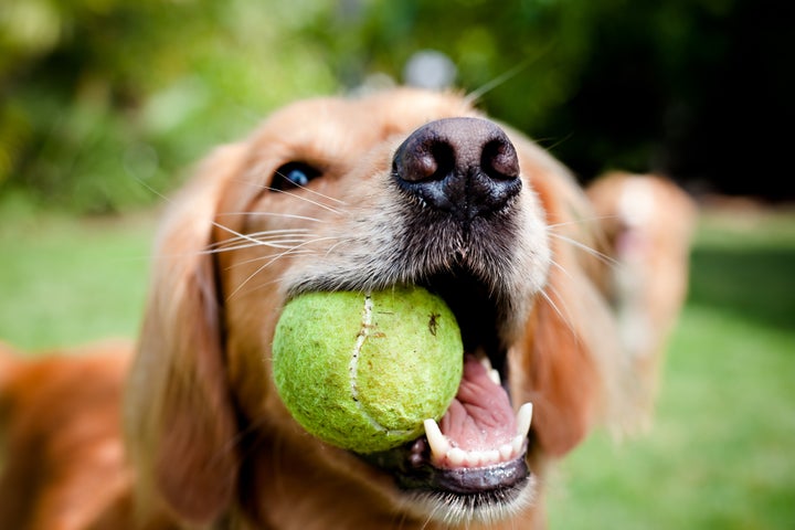 Vets warn that tennis balls can damage a dog's teeth and cause internal blockages.