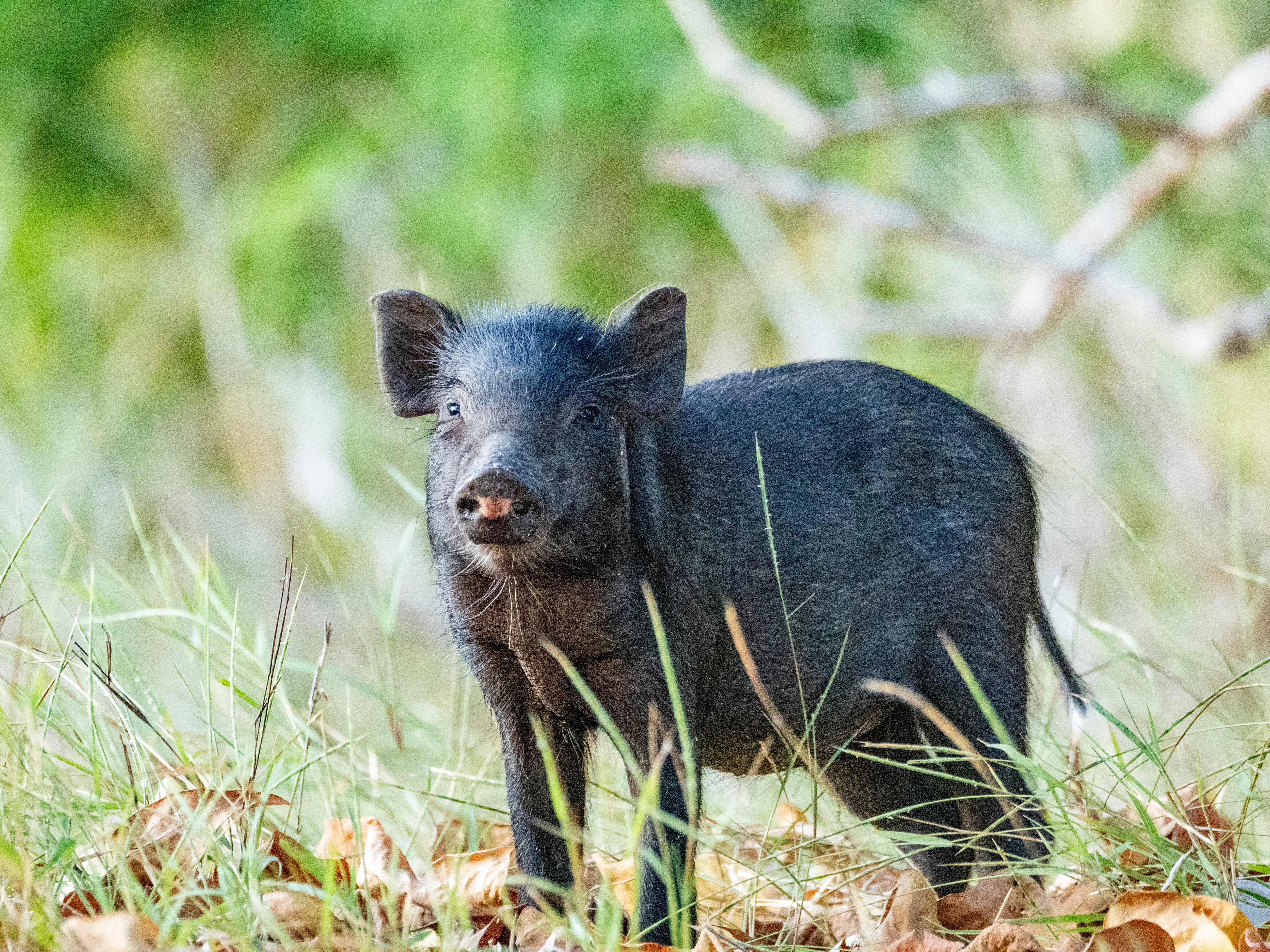 “イノシシ“を追い払う人型ロボットにネット衝撃⇨激走するも逃げられ悔しがる？その全てがコミカルすぎる（ポーランド）