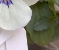 綺麗なビオラの花にスーツを着せたら…⇨「もうそれにしか見えない」草花あそびのアイデアが話題