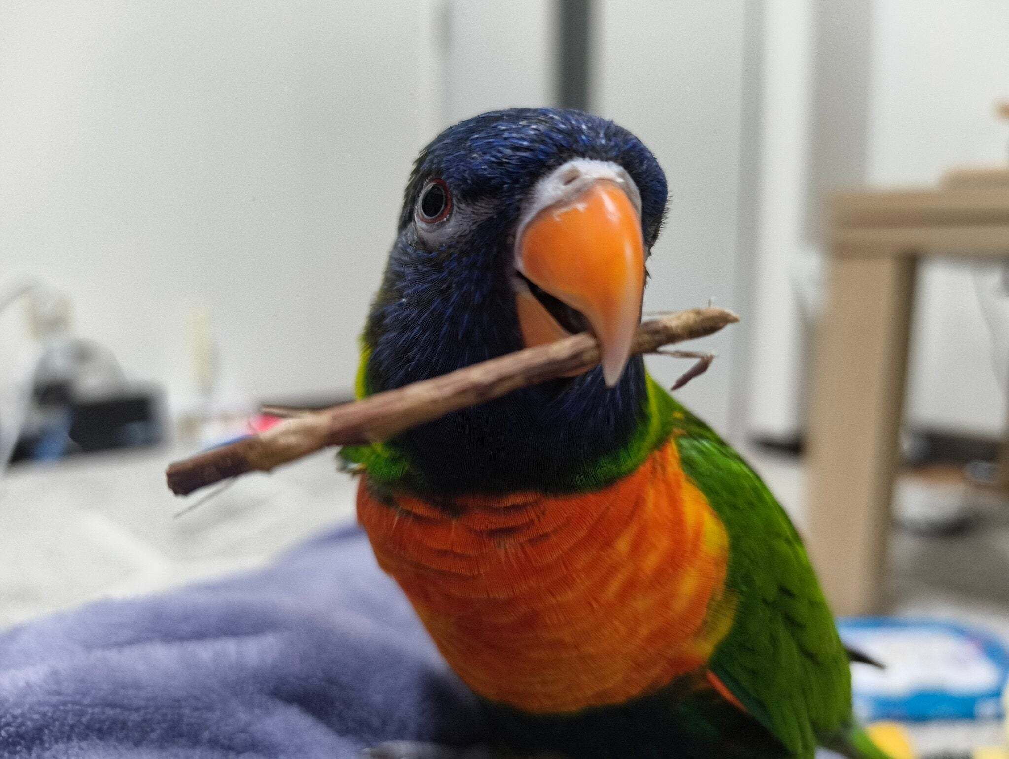 「新しいサランラップの筒をあげたら」うれしすぎてお礼を言い続けるインコが話題に→「ただひたすらに、かわいい」「なんていい子なの」