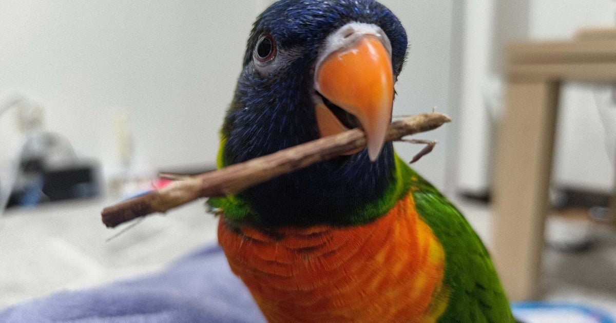 「新しいサランラップの筒をあげたら」うれしすぎてお礼を言い続けるインコが話題に→「ただひたすらに、かわいい」「なんていい子なの」