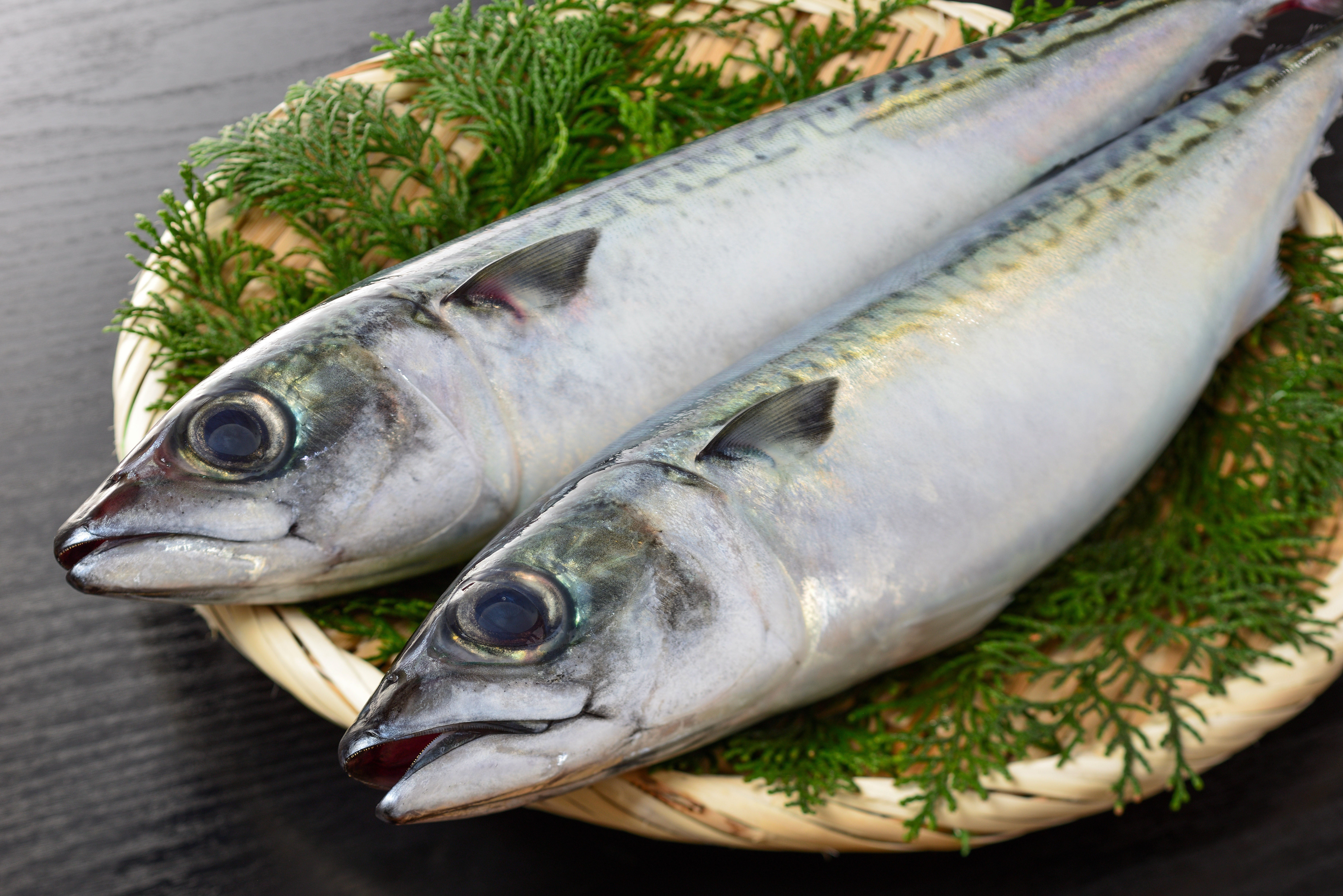 【クイズ】キッチンからサバが消えた！？猫が「くわえて」いった後の数は…？