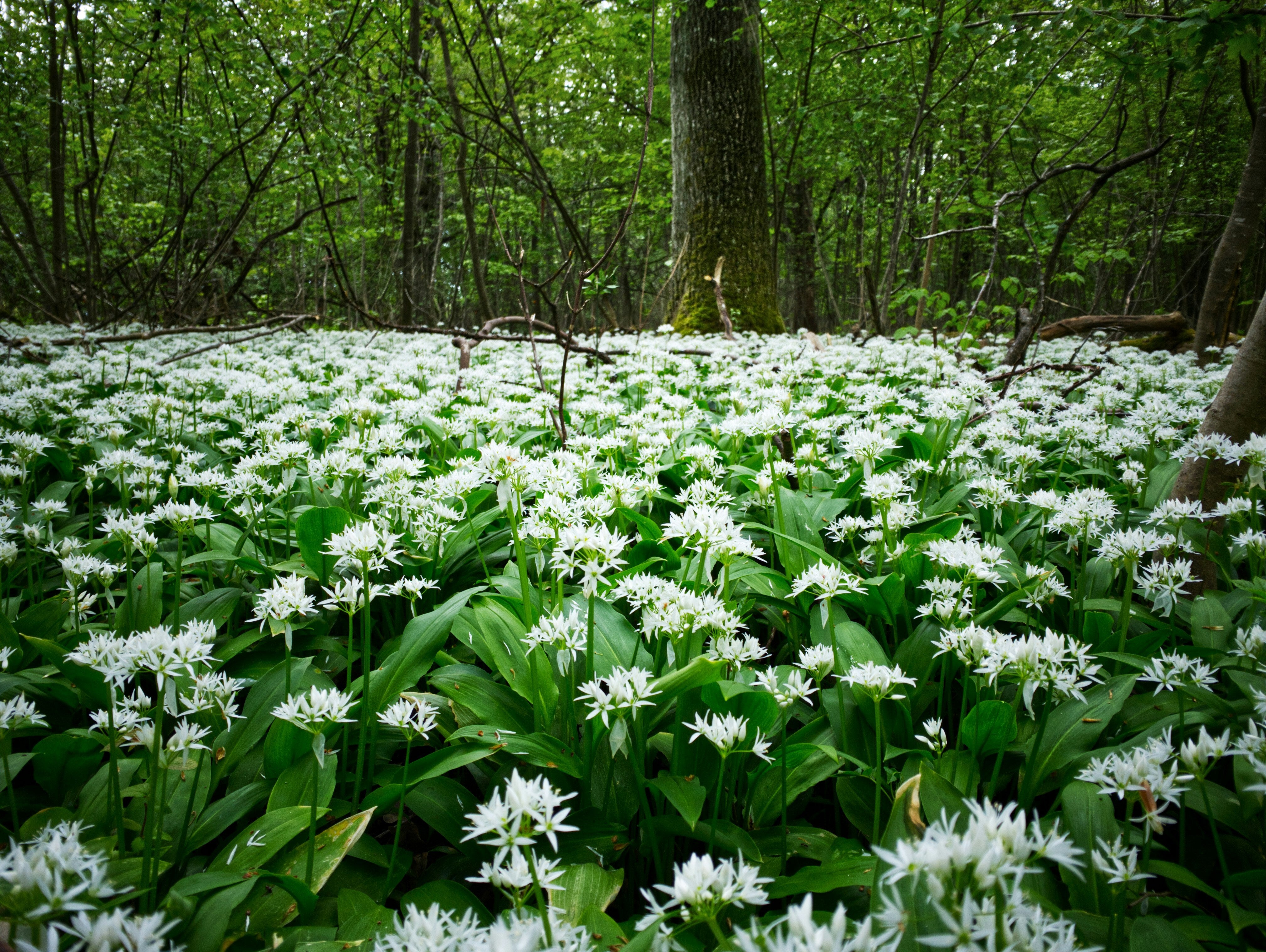 Five Spring Foraging Recipes To Make From Your Own Backyard