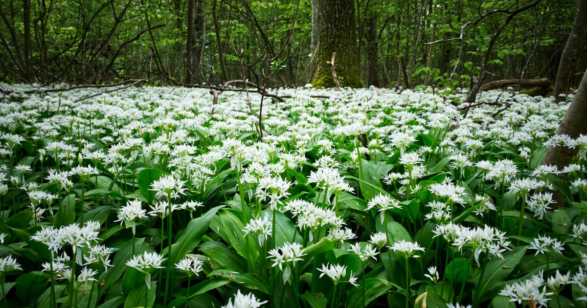 Five Spring Foraging Recipes To Make From Your Own Backyard