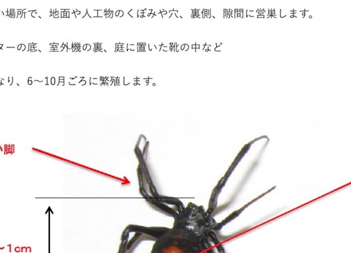 その小さなクモ、絶対に触らないで。室外機や靴の中など“身近な場所”にも…外来生物で全国各地に