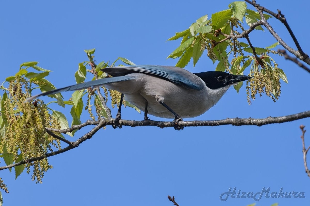 足が“3本ある“野鳥に遭遇⇨奇跡の一枚に「マジでびっくりする」「八咫烏や！！」と驚きの声続出