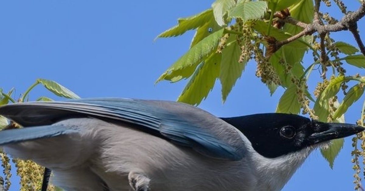 足が“3本ある“野鳥に遭遇⇨奇跡の一枚に「マジでびっくりする」「八咫烏や！！」と驚きの声続出
