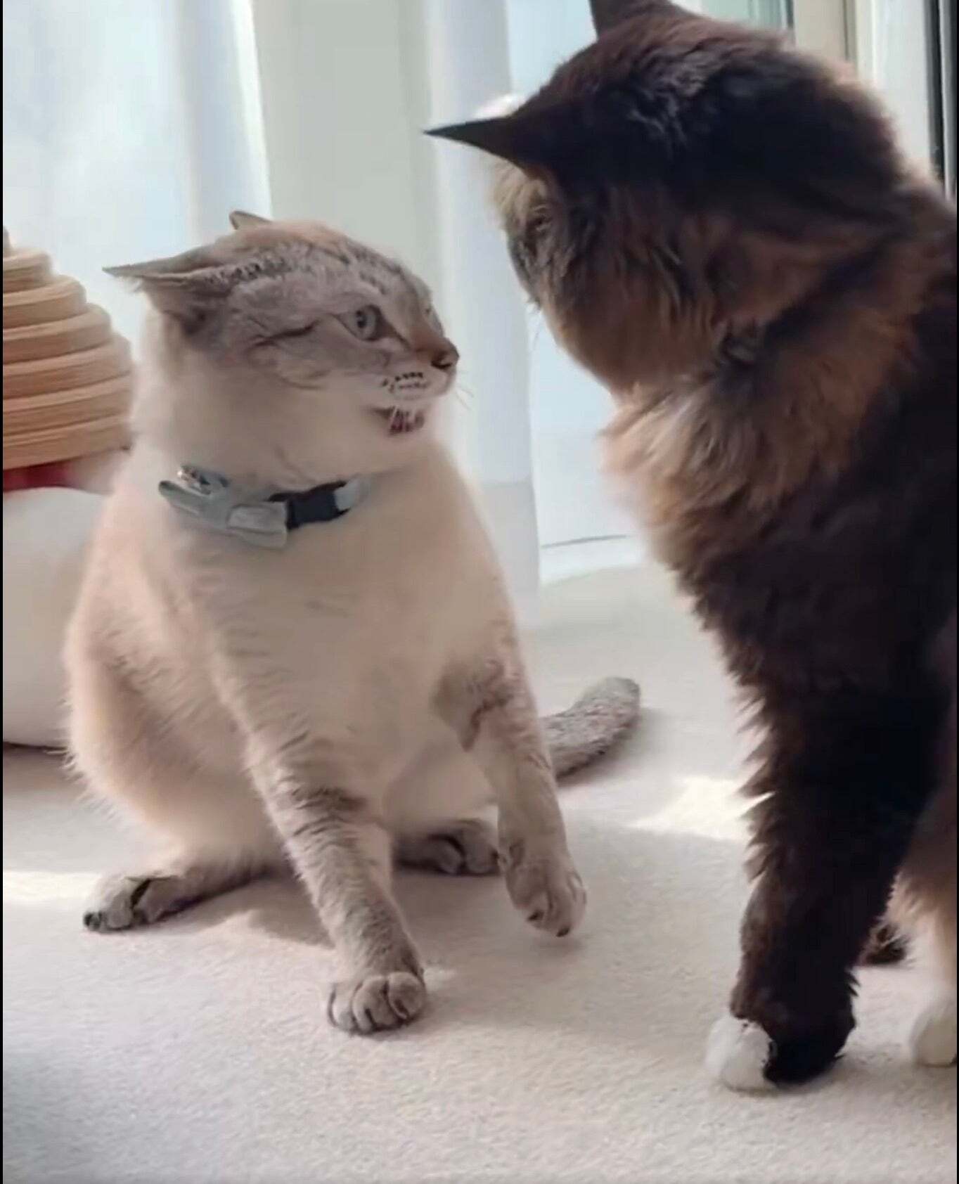 弟猫を制すお兄ちゃん猫の「メッ！」にSNSにっこり「いいお兄ちゃん過ぎる」「パンチじゃないところが優しい」