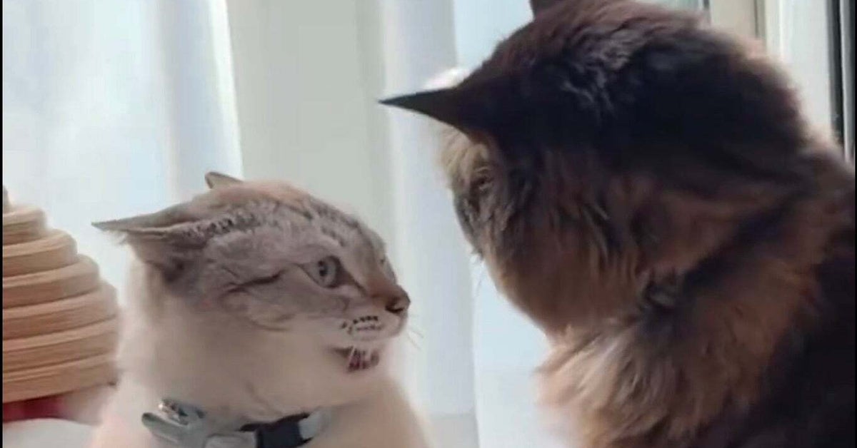 弟猫を制すお兄ちゃん猫の「メッ！」にSNSにっこり「いいお兄ちゃん過ぎる」「パンチじゃないところが優しい」