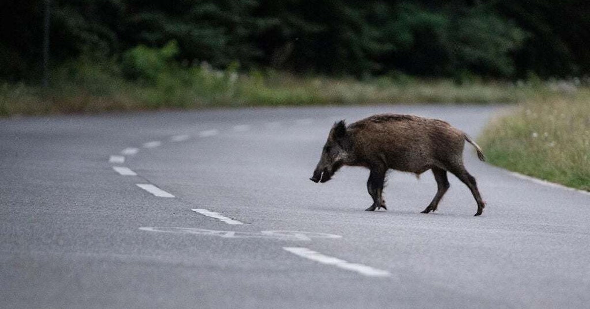 駐車場から全力で逃げるイノシシ…“予想外の理由”にネット驚愕「一体何が…」（ポーランド）