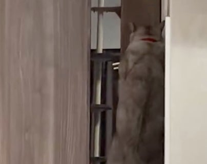 ドアノブによじ登る猫⇨自力で開けた直後の“オチ”に「天才か」「キレイ」と1万いいね