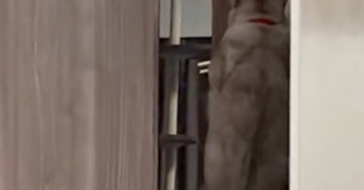 ドアノブによじ登る猫⇨自力で開けた直後の“オチ”に「天才か」「キレイ」と1万いいね