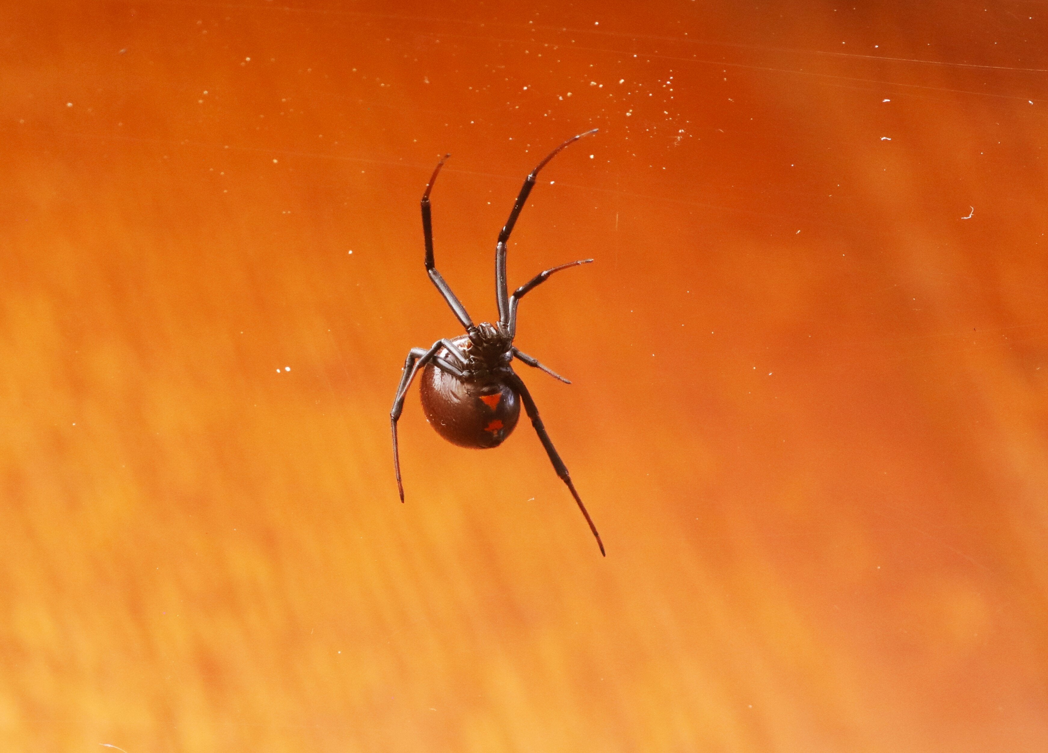 米ミュージシャン、毒グモに咬まれて脚が真っ赤に…⇨入院も翌日ライブ強行、コウモリに咬まれた過去も