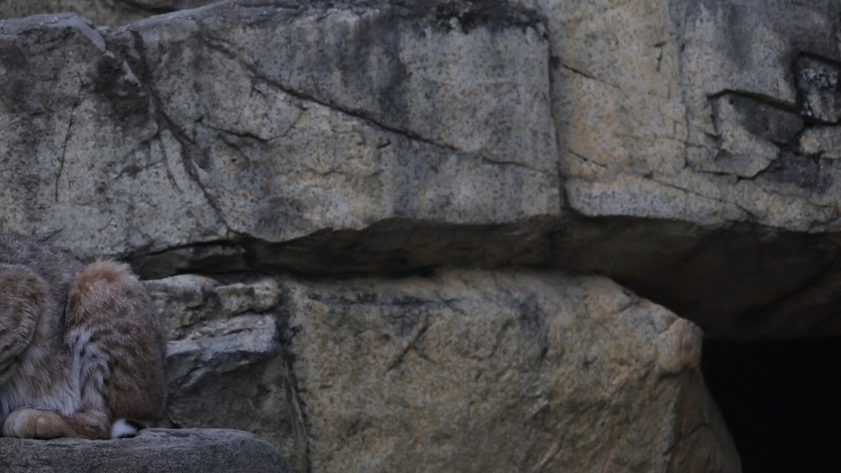 この岩場に“ネコ科の動物”が隠れています⇨多くの親子が「いない」と通り過ぎた光景に5.5万いいね