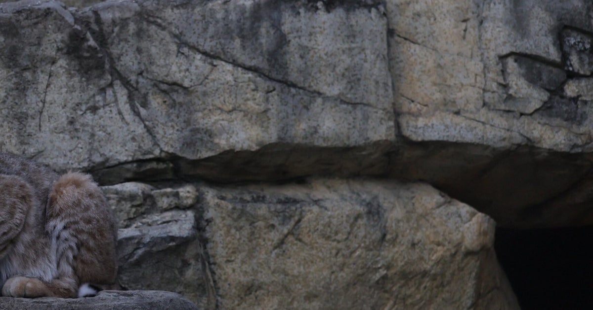 この岩場に“ネコ科の動物”が隠れています⇨多くの親子が「いない」と通り過ぎた光景に5.5万いいね