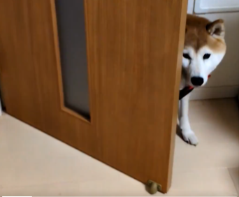 柴犬は入室後、驚きの行動に...。最後の“ドヤ顔”まで「全部かわいい」「天才かも」と話題