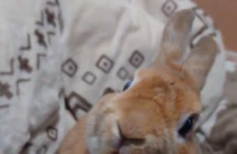 バナナを食べた瞬間フリーズ…ウサギの“耳ピク”に「これ美味くね？って顔してる」「もう人参に戻れん」