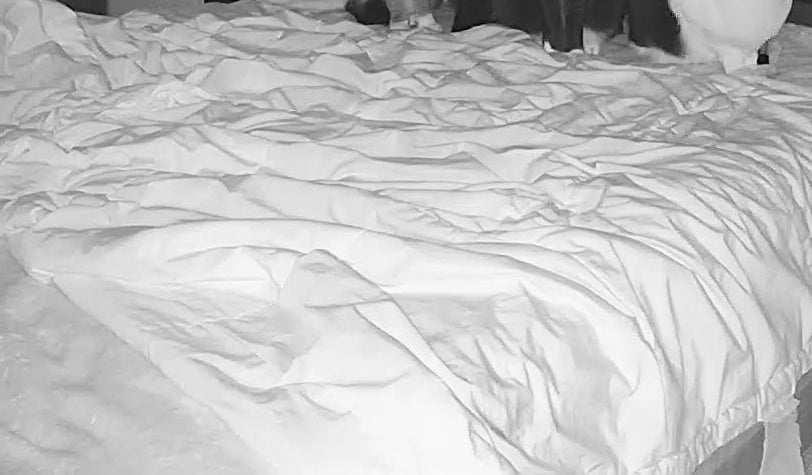 飼い主を待つ愛猫7匹、みんな目力が強すぎる！⇨「ちょっと怖い」「圧が凄い」と大爆笑