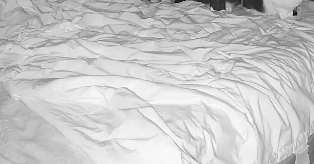 飼い主を待つ猫7匹、みんな目力が強すぎる！⇨「ちょっと怖い」「圧が凄い」と大爆笑