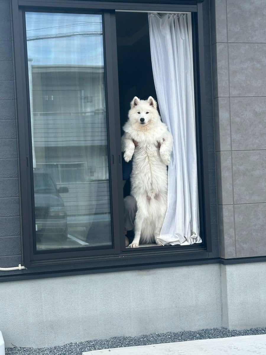 サモエド犬が“仁王立ち”で飼い主をお迎え⇨「人間みたい」「スタイルがいい」と大爆笑