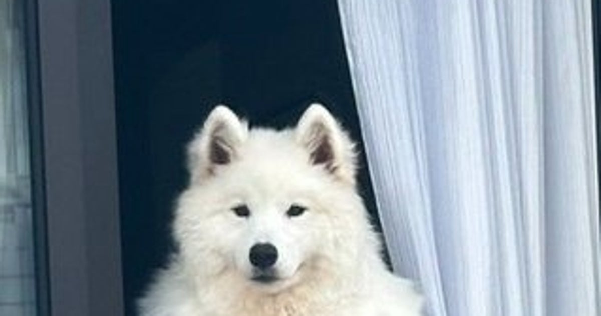 サモエド犬が“仁王立ち”スタイルで飼い主をお迎え⇨「人間みたい」「かっこよすぎ」と大爆笑