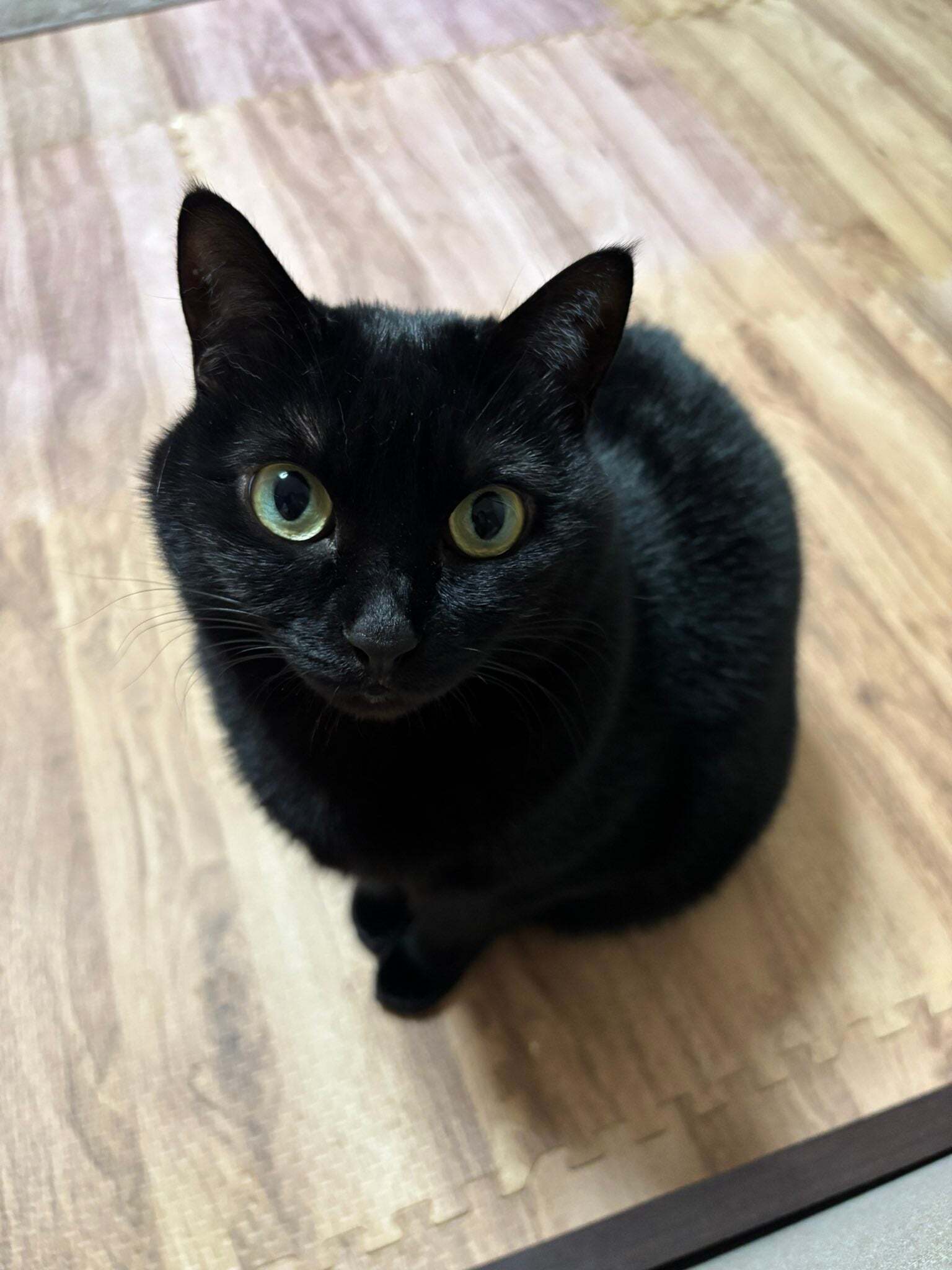 硬直…からの蹴り！なでられていることに気づいた猫の動きに38万いいね「迫真のポーズ！」「冒頭3秒の顔が本当にツボ」