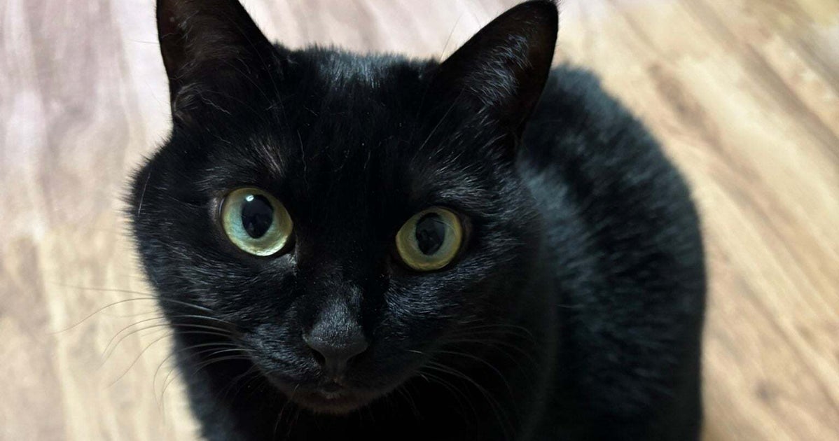 硬直…からの蹴り！なでられていることに気づいた猫の動きに38万いいね「迫真のポーズ！」「冒頭3秒の顔が本当にツボ」