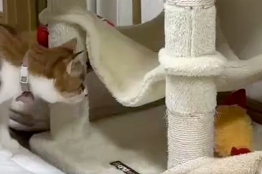 おもちゃを取りたいだけなのに…不器用すぎる猫の奮闘に「愛おしすぎる」「目が離せない」の声