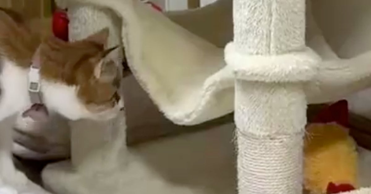 おもちゃを取りたいだけなのに…不器用すぎる猫の奮闘に「愛おしすぎる」「目が離せない」の声