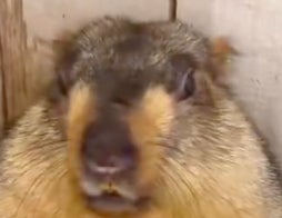 「よっこいしょ」と座るマーモット。その姿が人間みたいと話題に「休憩時間の自分だ...」