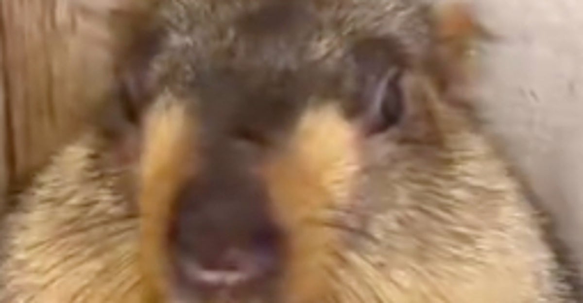 「よっこいしょ」と座るマーモット。その姿が人間みたいと話題に「休憩時間の自分だ...」