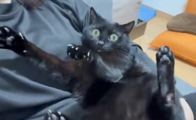 黒猫の変顔とポーズに釘付け...⇒もうひと展開にネット大爆笑「急にスイッチ入るの笑った」