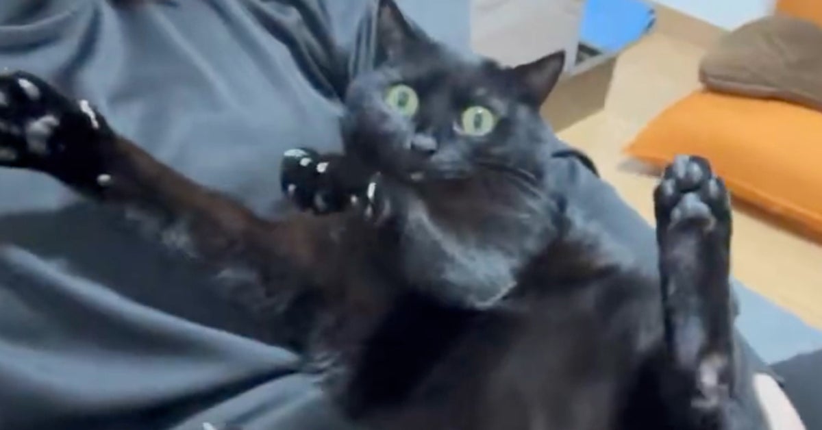 黒猫の変顔とポーズに釘付け...⇒もうひと展開にネット大爆笑「急にスイッチ入るの笑った」