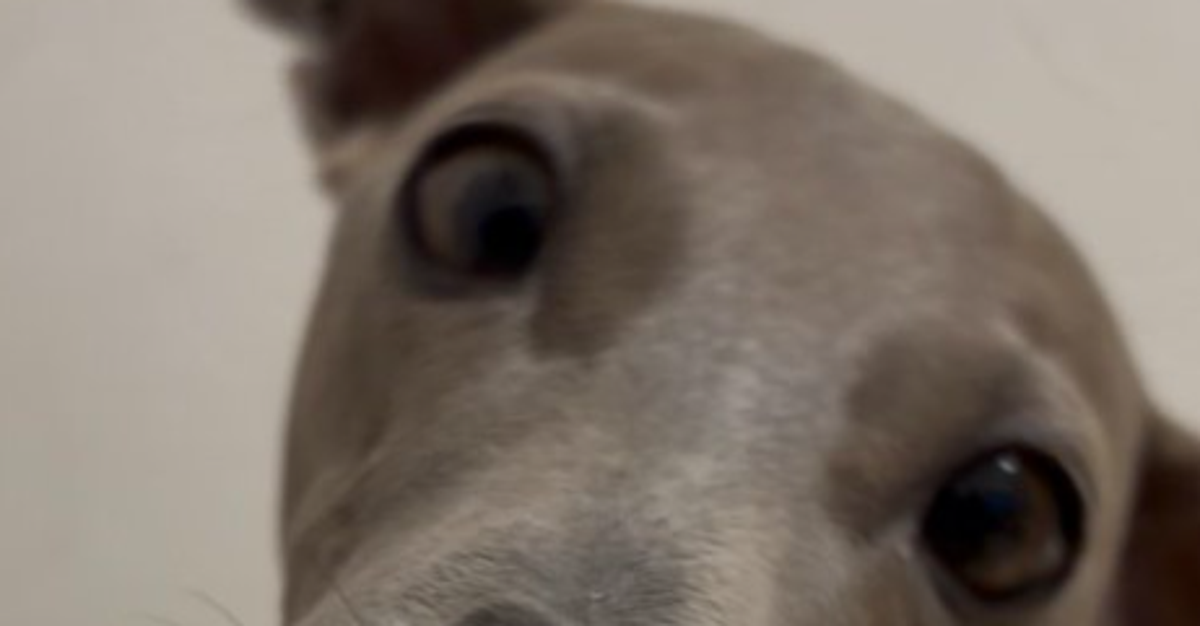 大好物を前に飼い主の“指”を気遣う犬⇨ささやかな一口に「優しすぎる」「我が家は第二関節まで…」