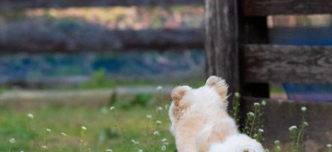 ドッグランで未確認飛行物体“UFO”に遭遇⇒その正体を捉えた奇跡の一枚に1万「いいね」