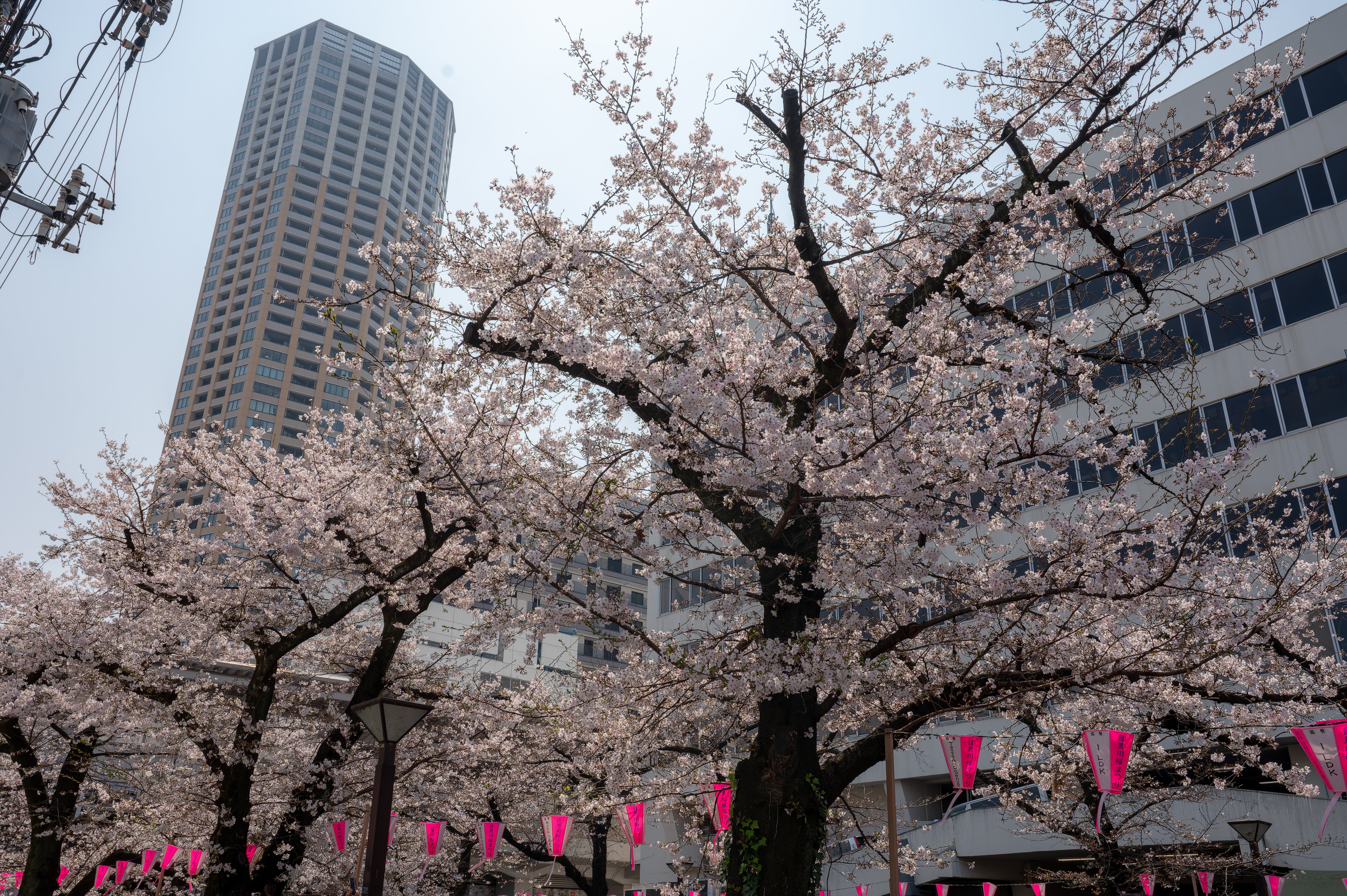 この虫がいたらすぐ駆除して。大阪では被害が急拡大、桜などの木を枯死させる…