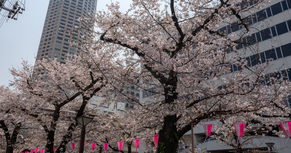 この虫がいたらすぐ駆除して。大阪では被害が急拡大、桜などの木を枯死させる…
