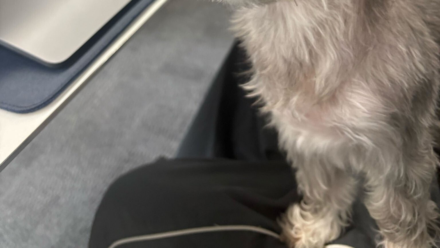 カットしたばかりのビジュを“同僚”に確認してほしい。社員犬の行動に「完璧ですよ」と反響