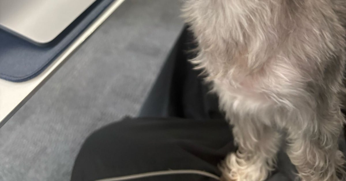 カットしたばかりのビジュを“同僚”に確認してほしい。社員犬の行動に「完璧ですよ」と反響