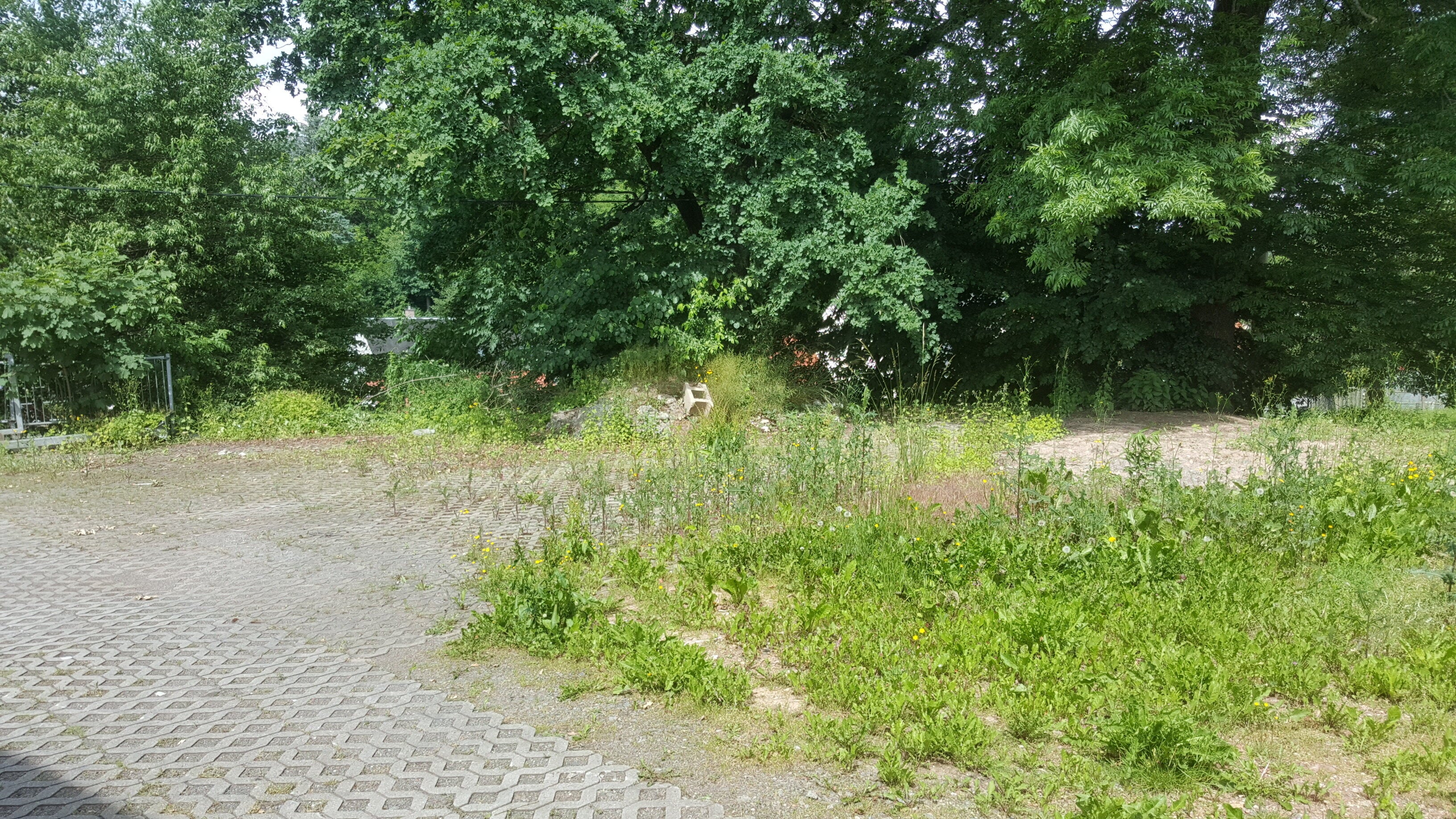 この植物、実は「有毒」。空き地や庭で普通に見かける…ゴボウやオクラと間違うことも