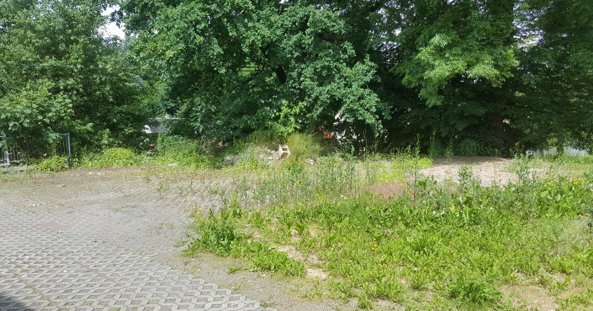 この植物、実は「有毒」。空き地や庭で普通に見かける…ゴボウやオクラと間違うことも