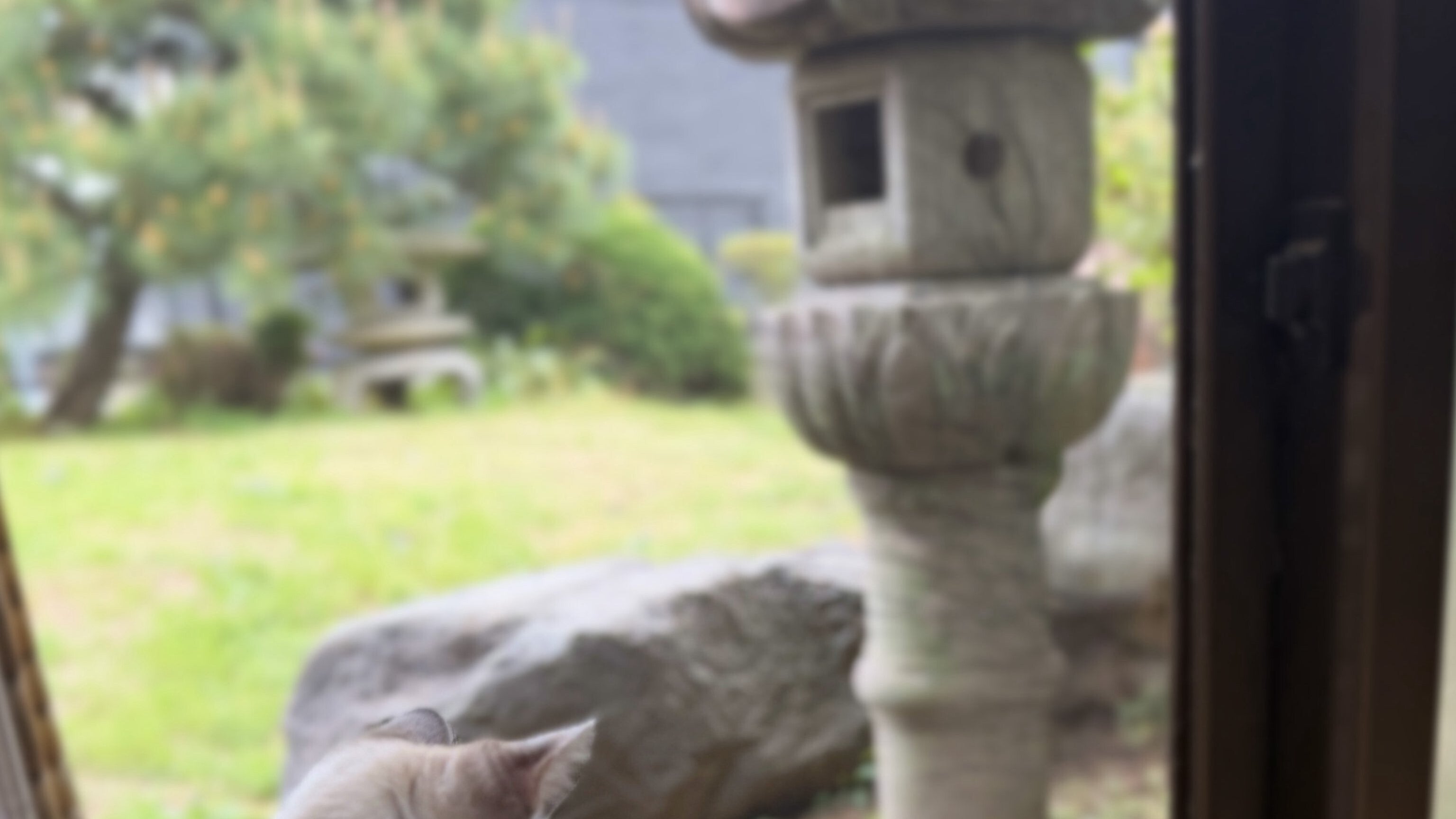 子猫と鶏が窓越しに初対面したら…⇒お互いに「だれ？？？」と見つめ合う光景が『君の名は。』だった