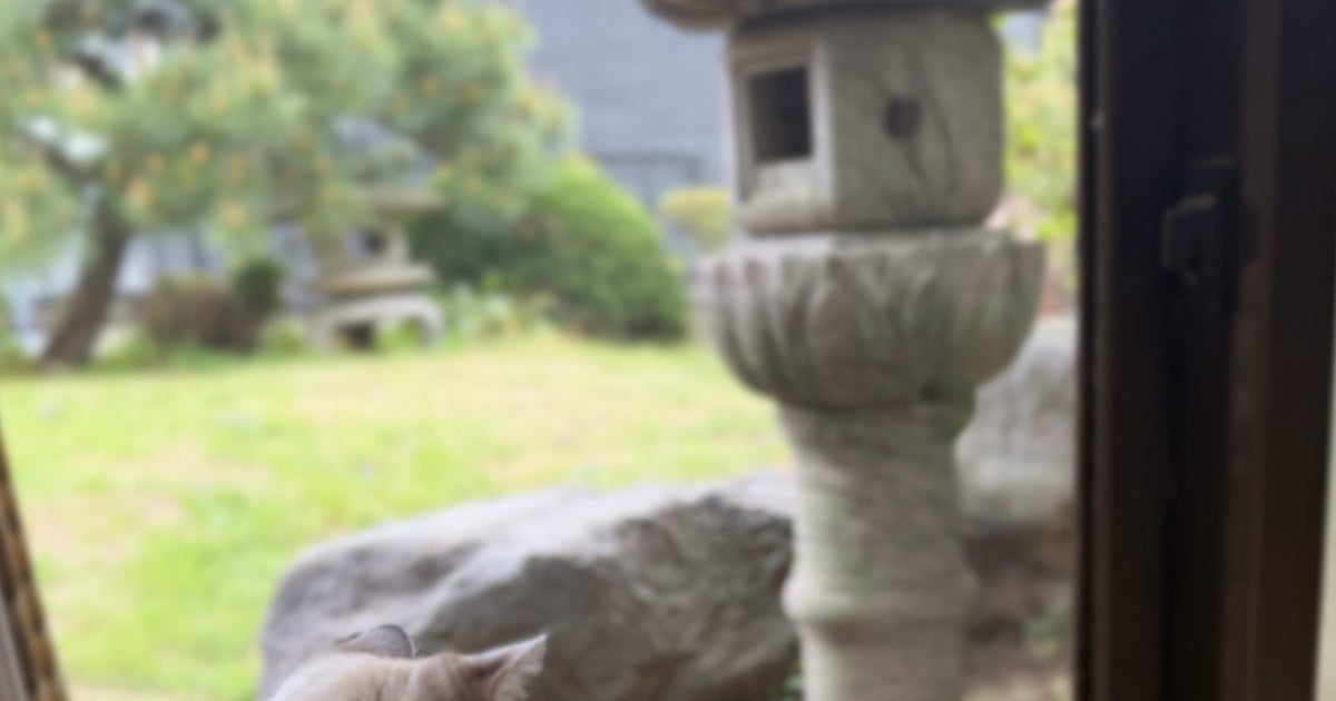 子猫と鶏が窓越しに初対面したら…⇒お互いに「だれ？？？」と見つめ合う光景が『君の名は。』だった