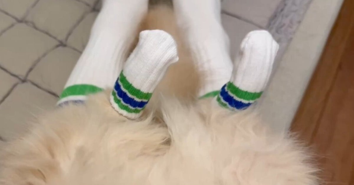 ファミマの靴下を愛猫とお揃いにしようと思ったら…⇨まさかの展開に「は、はやっ」と5.2万「いいね」