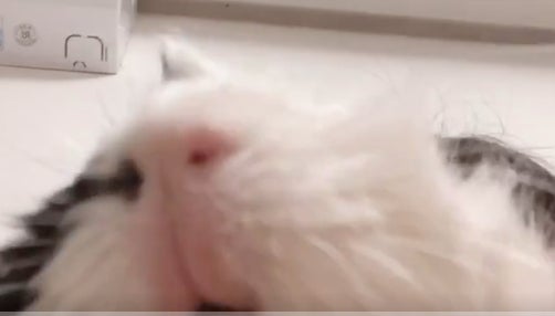 まるでオンライン会議しているようなモルモット⇒「プププ」「プイプイ」…その鳴き声が独特すぎた